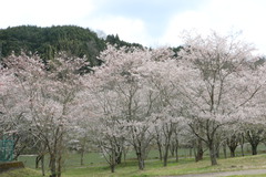 花見キャンプに行ってきました　(^-^)/