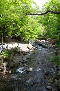 道志の森で焚き火三昧