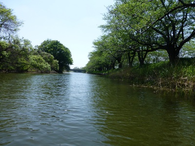 福岡堰で忍