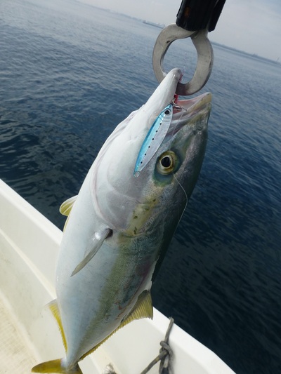 オフショアの釣りを忘れる