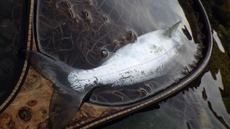 銀ピカ山女魚釣れる　2019/05/26～27