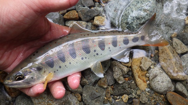 綺麗な水の溪にて・・・沈する