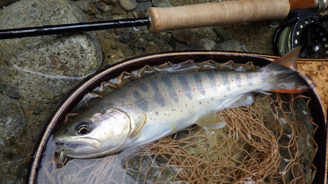 綺麗な水の溪にて・・・沈する