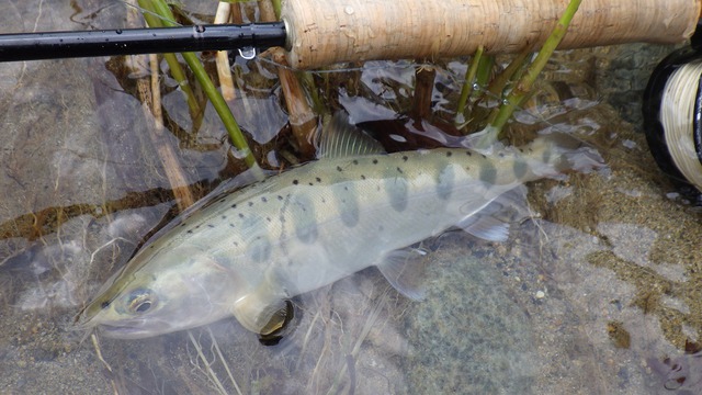 水は高いが綺麗な渓魚