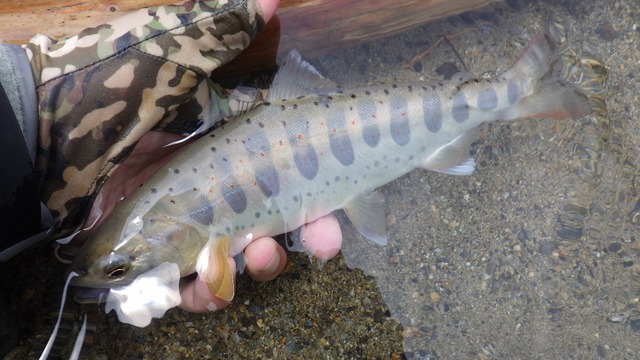 水は高いが綺麗な渓魚