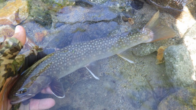 良い場所には、良い魚が入るを体験する