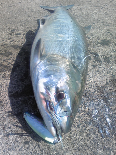 浮きルアー釣行その2
