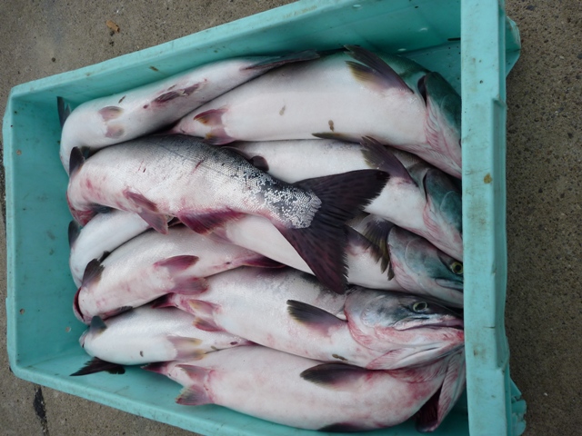 羅臼釣行