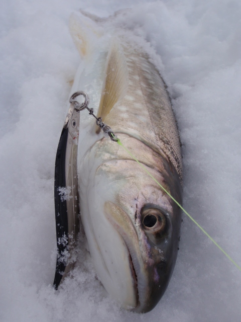 初釣り