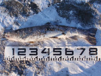 お魚写真 2010/03/28 10:43:51