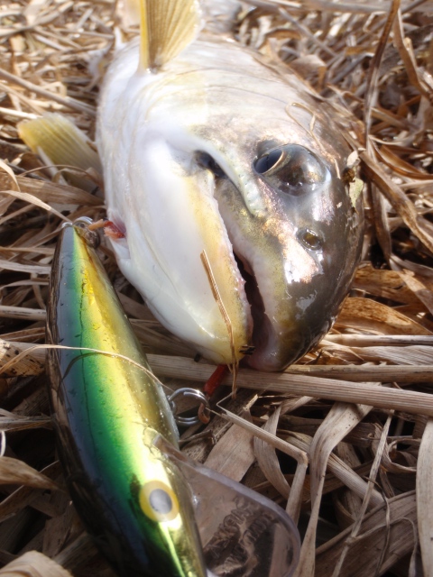 強歩釣行