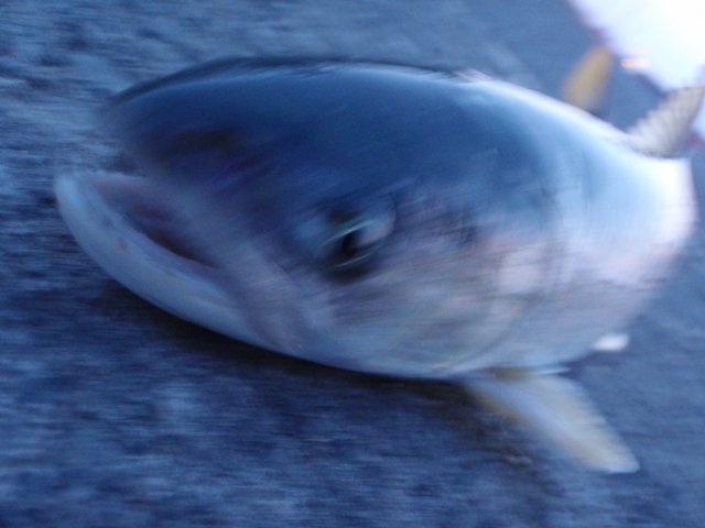 釣れませんね…
