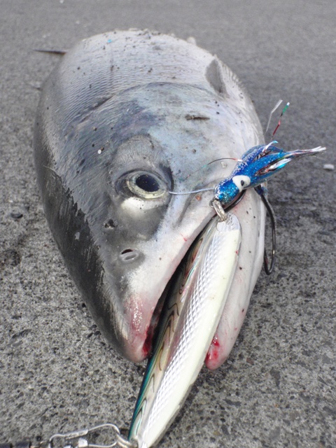 浮きルアー釣行その2