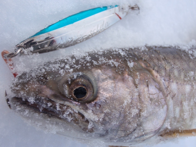 釣り納め