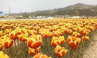 チューリップ