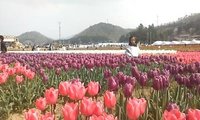 チューリップ