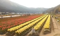 チューリップ