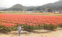 チューリップ