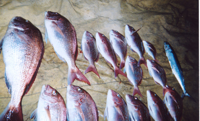 若狭湾の鯛つりは愉しい　その12若狭釣り宿村松