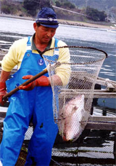 一泊400円で若狭地魚鍋を　民宿村松