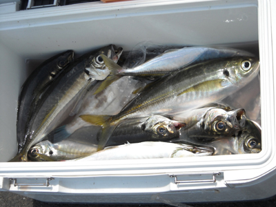 釣教室１０年 その6　 若狭釣宿 民宿村松