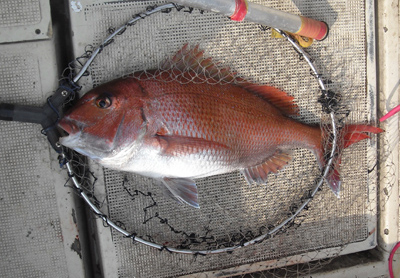 久振りの大鯛を釣る 若狭釣り宿村松