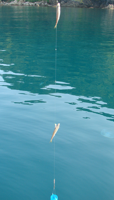 高級魚 アコウの釣り方