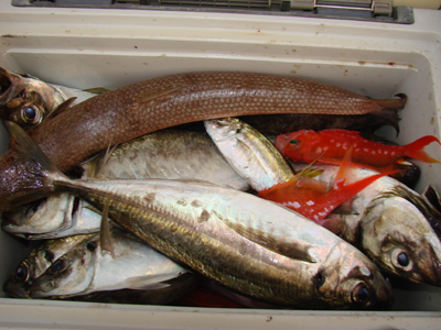 若狭湾の大鯵はいまが釣時