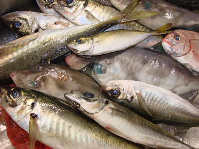 若狭湾の大鯵はいまが釣時