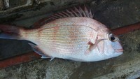 鯛を求めて、須磨へ 2013/01/20 19:08:39