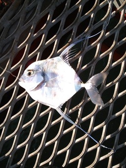 須磨の珍魚