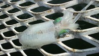 須磨の青物を狙え！ 2013/09/21 11:20:45