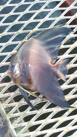 須磨の珍魚