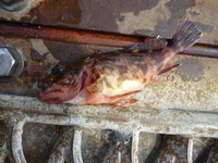 GWの須磨海釣り公園・・・ 2013/05/25 14:52:04