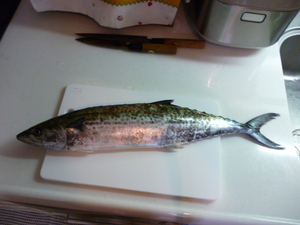 須磨でサゴシが釣れた！