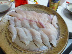 須磨でサゴシが釣れた！