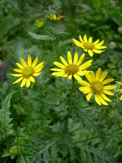 No.20　ヒマラヤに咲く　キク科の花