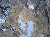 江波山桜 2007/04/08 17:33:28