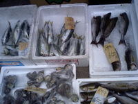 仙崎の魚～その④～ 2007/08/08 18:00:00