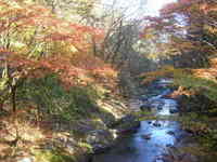 紅葉 2006/11/08 22:08:12