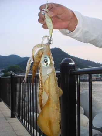 さすらいoyajiの釣遊記 ｴｷﾞﾝｸﾞ 南熱海