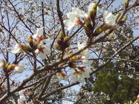 inお花見キャンプ♪ナウ