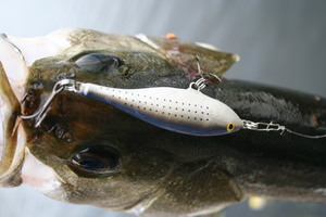 餌より釣れる！