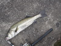まだまだ湾奥プレイ 2008/09/28 16:17:29
