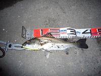 明けちゃってたね！おめでとう♪今年の初日記ヾ(o･∀･o)ﾉ 2008/01/08 19:34:29