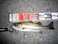 釣れたり、釣れなかったり、ラジバンダリ(っ｀∀´)っ 2008/07/17 01:59:58