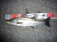 シーバス釣れたよ(ﾟ∀ﾟ )ｱﾊ 2010/03/28 11:57:13