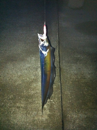 また、ルアー釣り 2011/11/04 15:15:09
