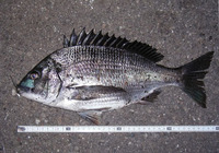 IN島コラボの釣魚料理