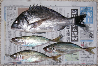 アメニモメゲズ　コラボ